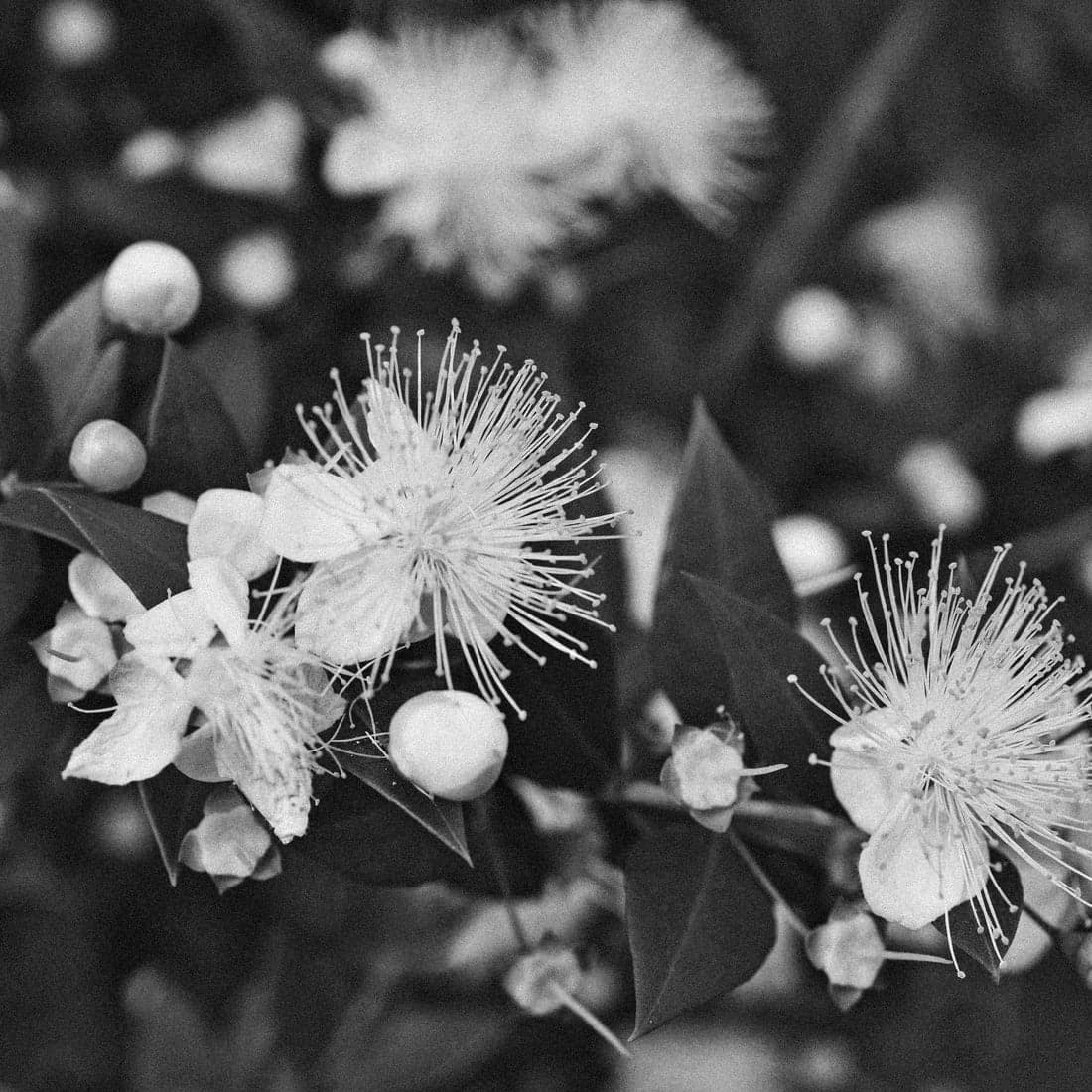 L'image Studio, Sydney
